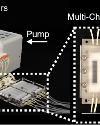 3d_vascularized_proximal_tubules-on-a-multiplexed_chip_model_for_enhanced_cell_phenotypes.png