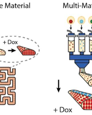 an_orthogonal_differentiation_platform_for_genomically_programming_stem_cells_organoids_and_bioprinted_tissues.jpg