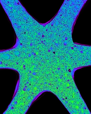 architected_cellular_ceramics_with_tailored_stiffness_via_direct_foam_writing.png
