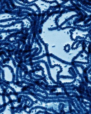 colloidal_ribbons_and_rings_from_janus_magnetic_rods.jpg
