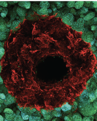 embedding_biomimetic_vascular_networks_via_coaxial_sacrificial_writing_into_functional_tissue.png