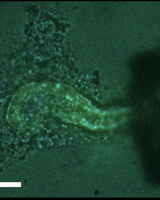 functional_maturation_of_kidney_organoid_tubules-_piezo1-mediated_ca2_signaling.png