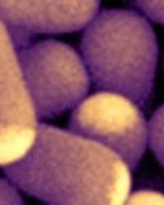 janus_colloidal_matchsticks.jpg