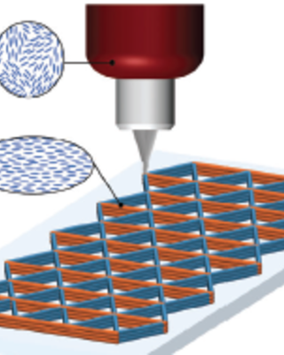 liquid_crystal_elastomer_lattices_with_thermally_programmable_deformation_via_multi-material_3d_printing.png