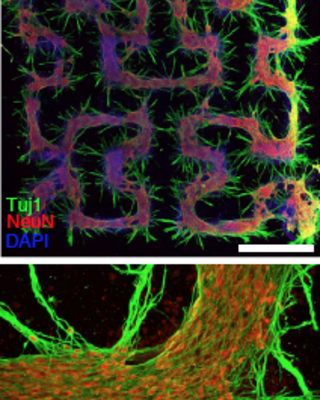 orthogonally_induced_differentiation_of_stem_cells_for_the_programmatic_patterning_of_vascularized_organoids_and_bioprinted_tissues.png