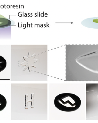 photoinitiator-free_light-mediated_crosslinking_of_dynamic_polymer_and_pristine_protein_networks.png