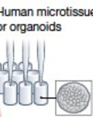 the_nih_somatic_cell_genome_editing_program.jpg