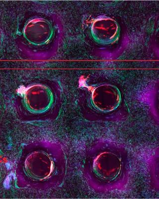 three-dimensional_bioprinting_of_thick_vascularized_tissues.jpg