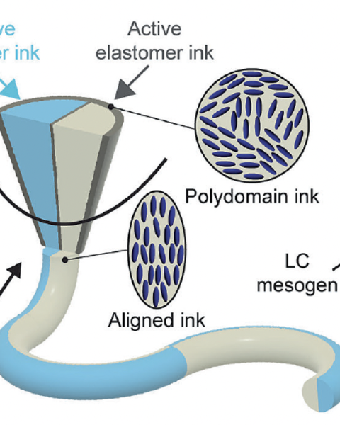 Rotational 3D Printing of Active–Passive Filaments and Lattices with Programmable Shape Morphing.png