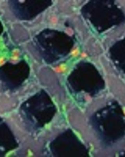 3d_microperiodic_hydrogel_scaffolds_for_robust_neuronal_cultures.jpg
