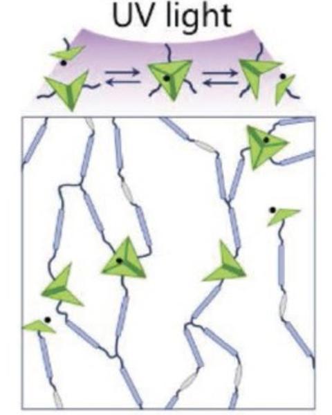3d_printable_and_reconfigurable_liquid_crystal_elastomers_with_light-induced_shape_memory_via_dynamicbond_exchange.jpg