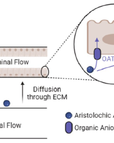 3d_proximal_tubule-on-chip_model_derived_from_kidney_organoids_with_improved_drug_uptake.png