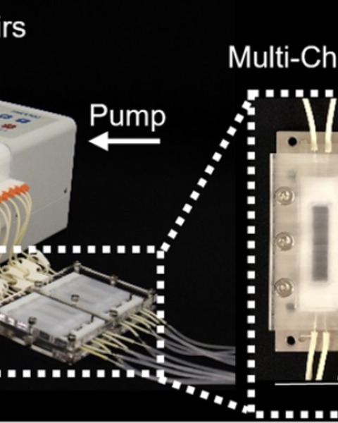 3d_vascularized_proximal_tubules-on-a-multiplexed_chip_model_for_enhanced_cell_phenotypes.png