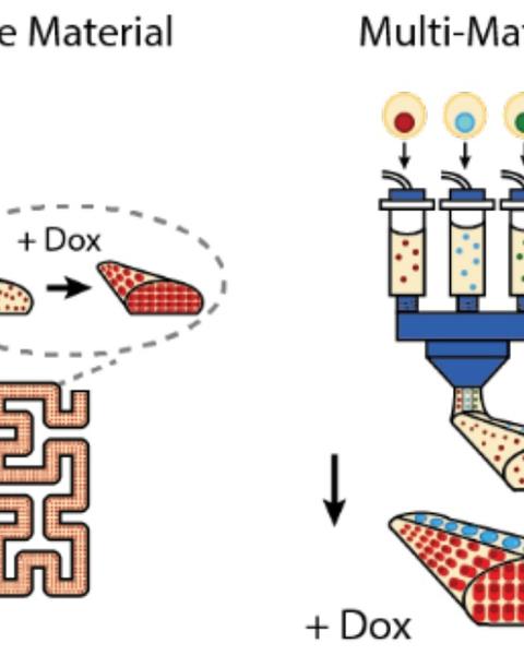 an_orthogonal_differentiation_platform_for_genomically_programming_stem_cells_organoids_and_bioprinted_tissues.jpg