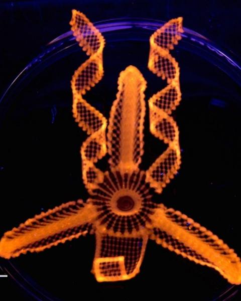 a biomimetic 4d print