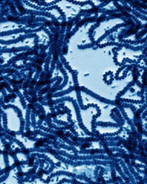 colloidal_ribbons_and_rings_from_janus_magnetic_rods.jpg