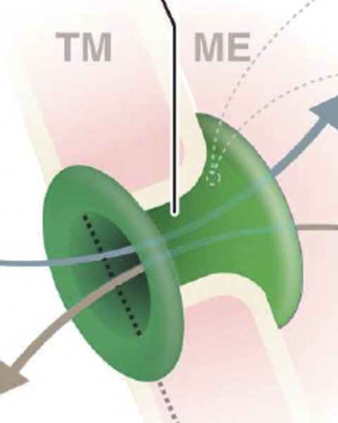 design_of_medical_tympanostomy_conduits_with_selective_fluid_transport_properties.png