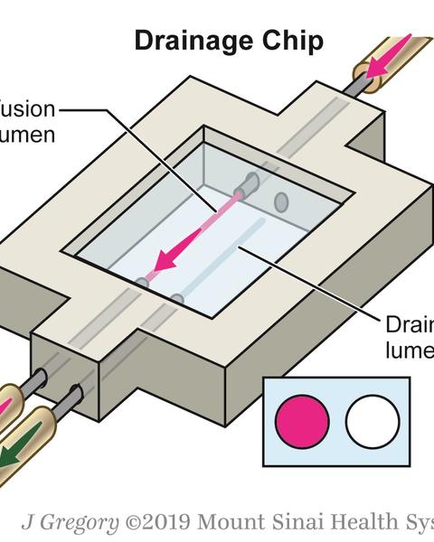 effect_of_luminal_flow_on_doming_of_mpkccd_cells_in_a_3d_perfusable_kidney_cortical_collecting_duct_model.jpg