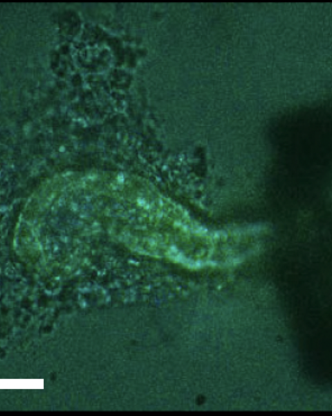 functional_maturation_of_kidney_organoid_tubules-_piezo1-mediated_ca2_signaling.png