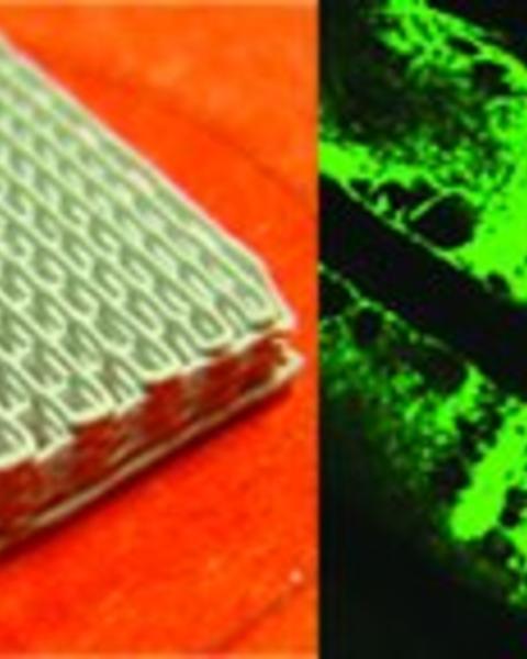 high-throughput_printing_via_microvascular_multinozzle_arrays.jpg