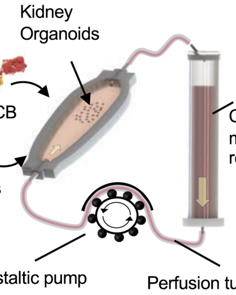 immune-infiltrated_kidney_organoid-on-chip_model_for_assessing_t_cell_bispecific_antibodies.png