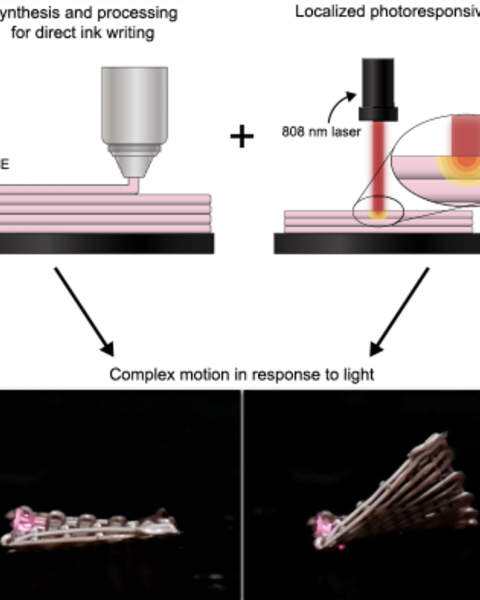 movement_with_light_-_photoresponsive_shape_morphing_of_printed_liquid_crystal_elastomers.png