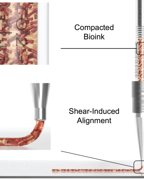 programming_cellular_alignment_in_engineered_cardiac_tissue_via_bioprinting_anisotropic_organ_building_blocks.png