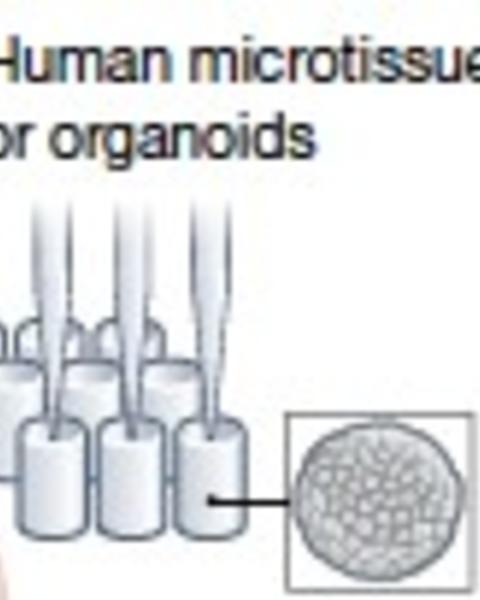 the_nih_somatic_cell_genome_editing_program.jpg